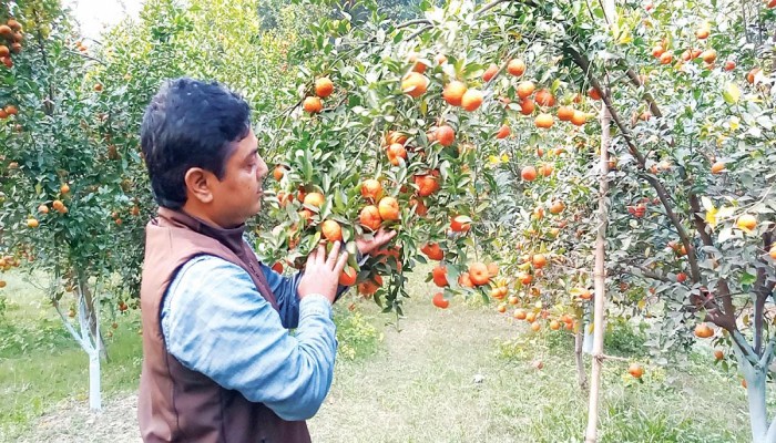 ​কমলা চাষে সফল উদ্যোক্তা ইমরান