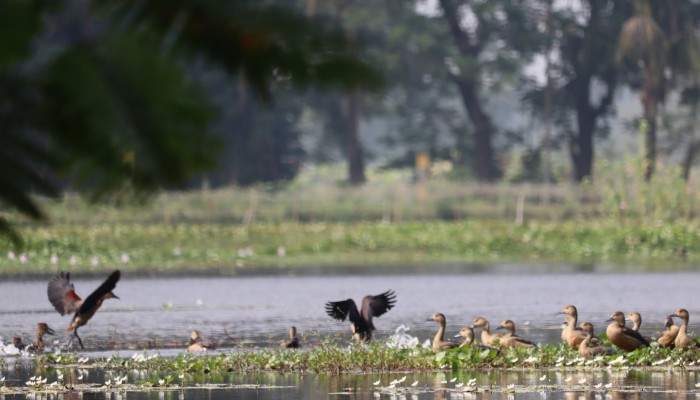 অতিথি পাখির অভয়ারণ্য নোবিপ্রবির ‘ময়না দ্বীপ’