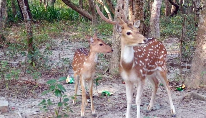 ​থামছে না সুন্দরবনের হরিণ শিকার