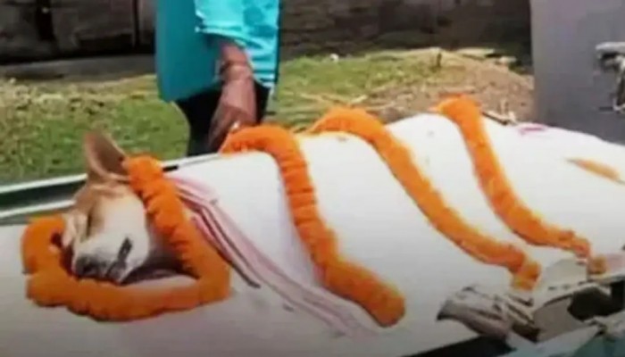 ​ ৩০ শিশুকে বাঁচাতে সাপের সঙ্গে লড়াই করে প্রাণ দিল কুকুর